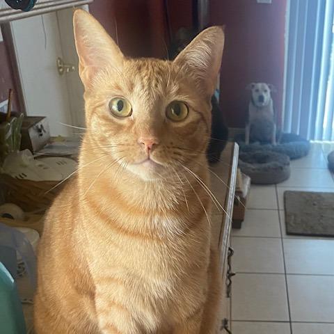 Russell, Adoptable, Adult Male Domestic Short Hair.