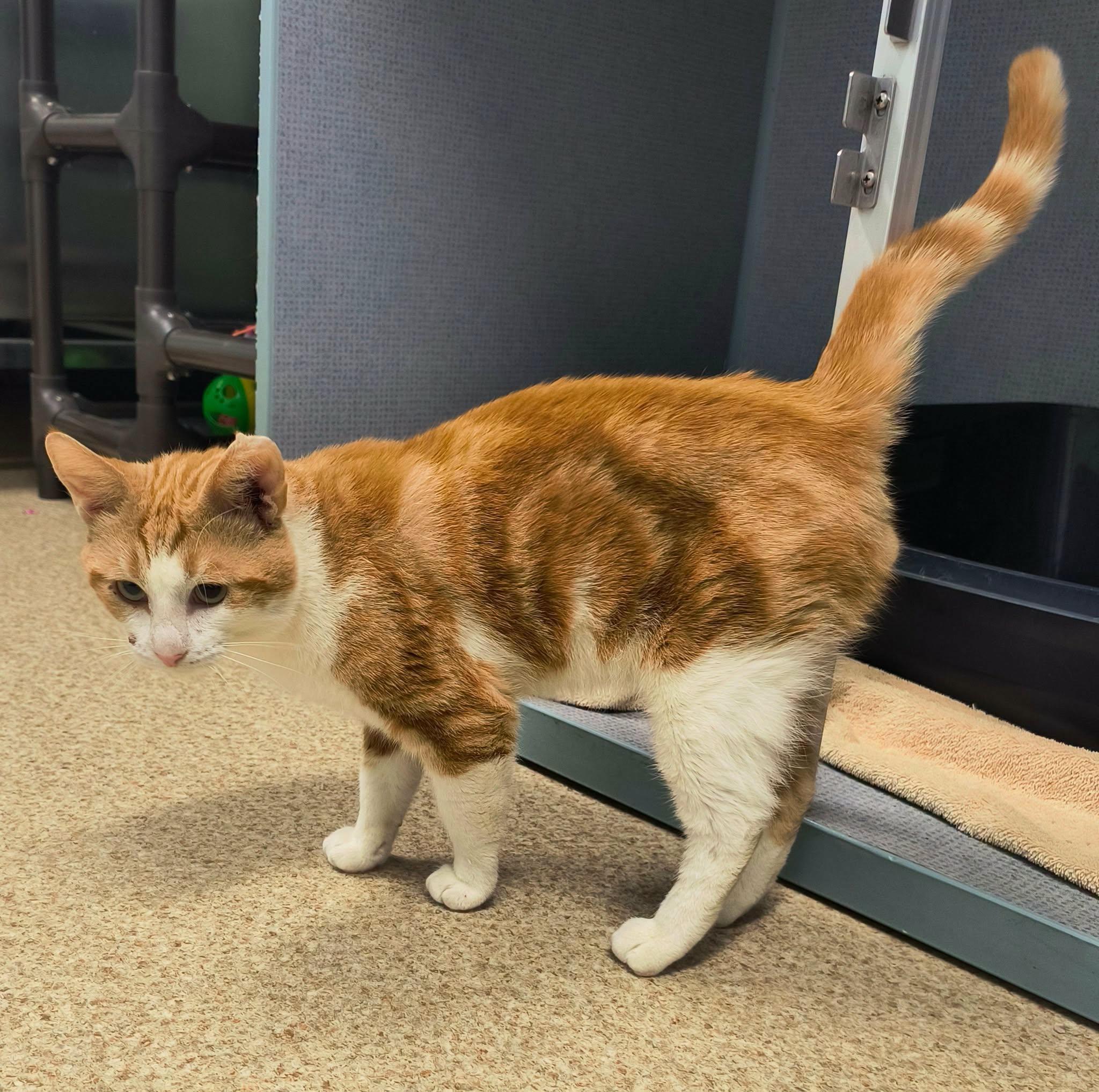 Origami, a ADOPTABLE mixed breed in Weaverville, CA image 3/3