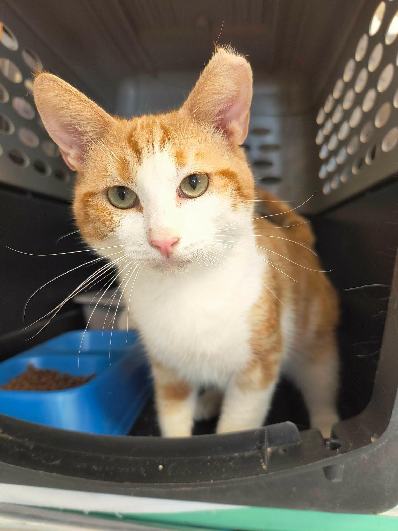 Origami, ADOPTABLE, Adult Male Domestic Short Hair.