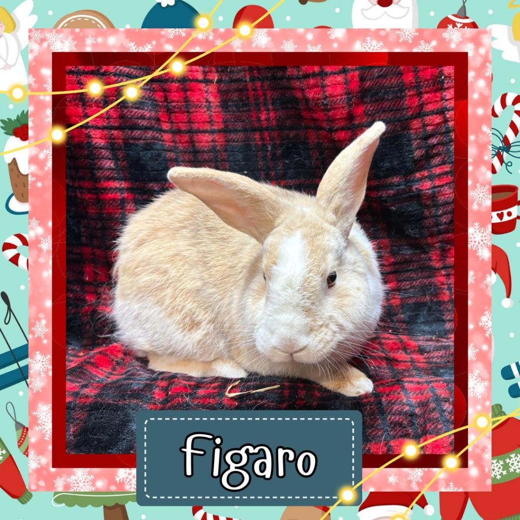 Enlarge Fígaro, a Adoptable Bunny Rabbit in Elizabethtown, KY image 2/3