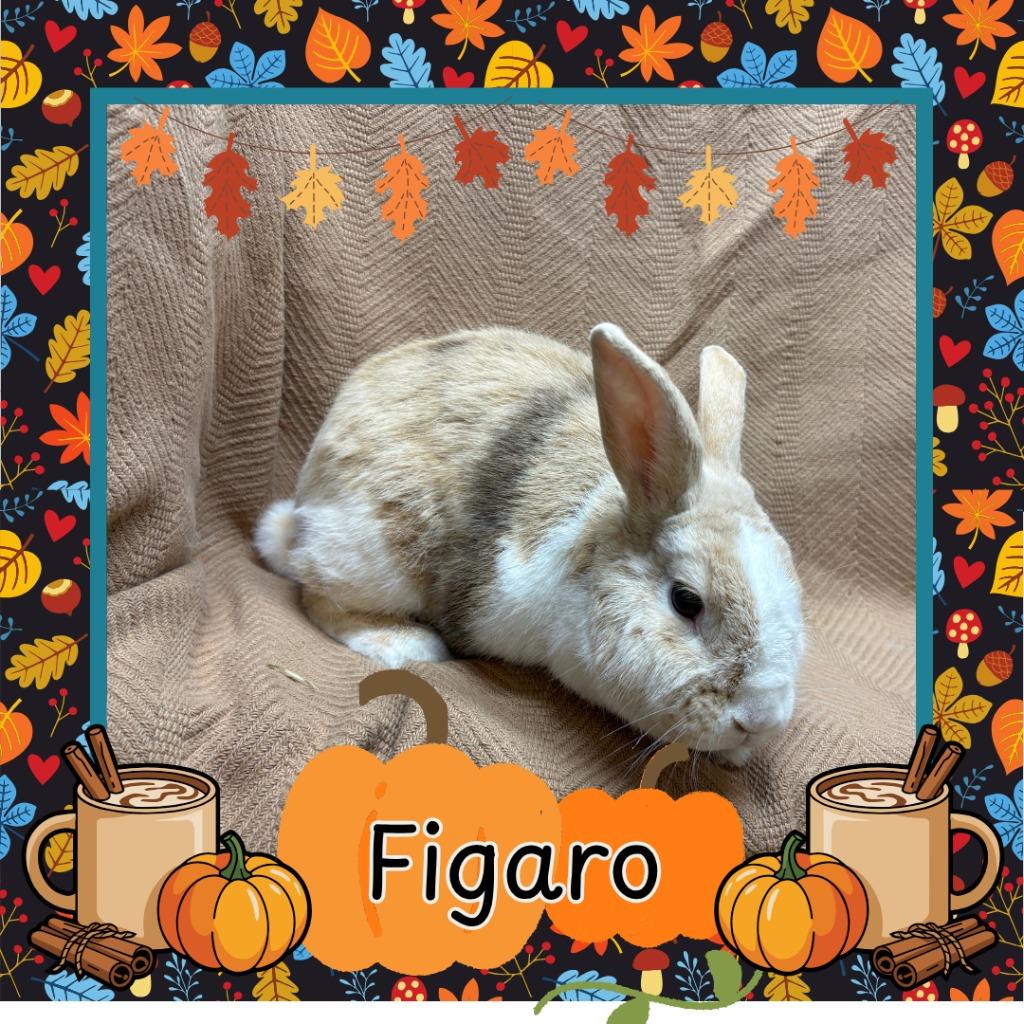 Enlarge Fígaro, a Adoptable Bunny Rabbit in Elizabethtown, KY image 3/3
