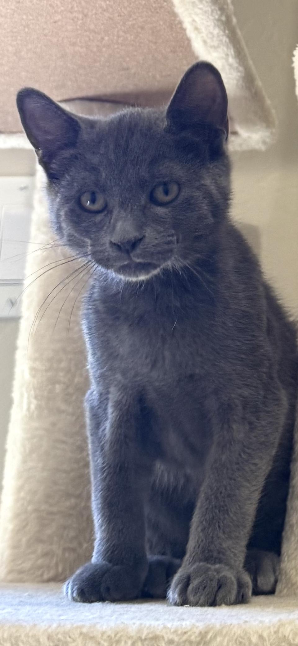 Bear, Adoptable, Young Male Domestic Short Hair.