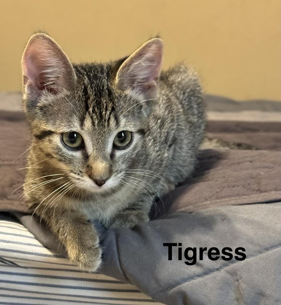 Tigress, Adoptable, Kitten Female Tabby.