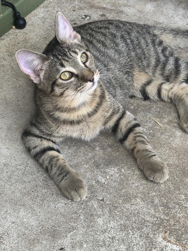 Tigress, a Adoptable mixed breed in Plumerville, AR image 2/2