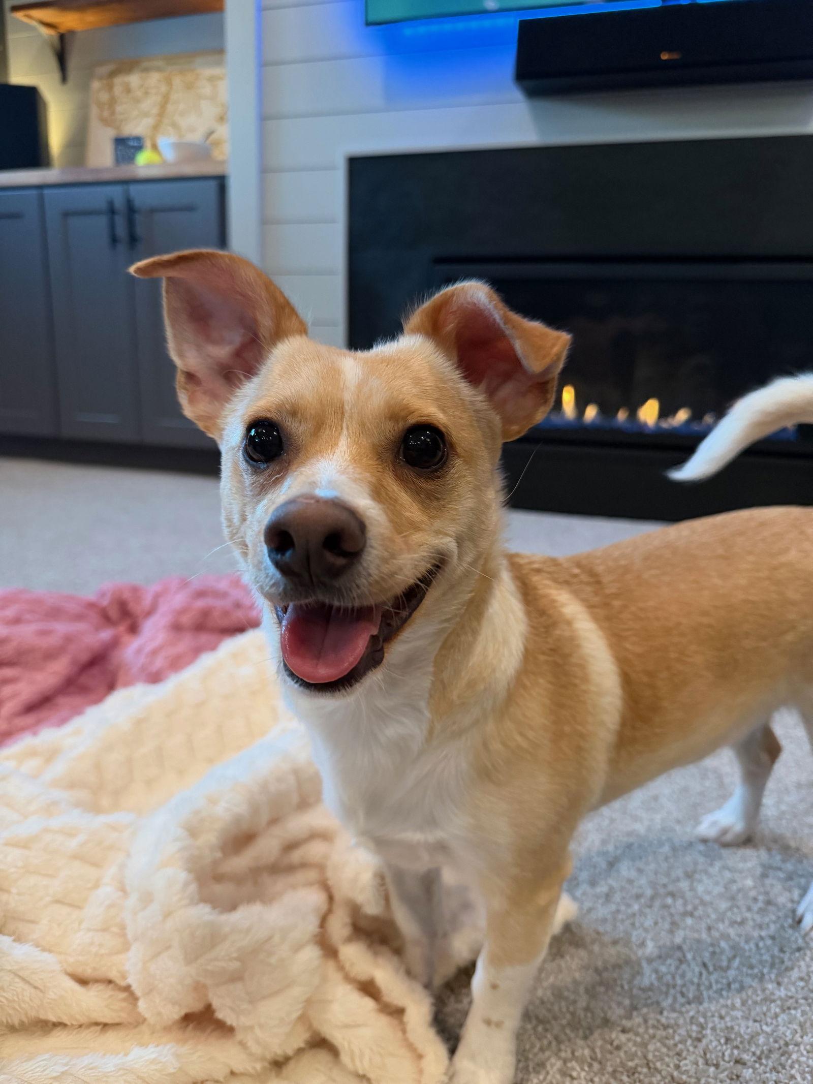 Peyton, Adoptable, Adult Male Chihuahua.