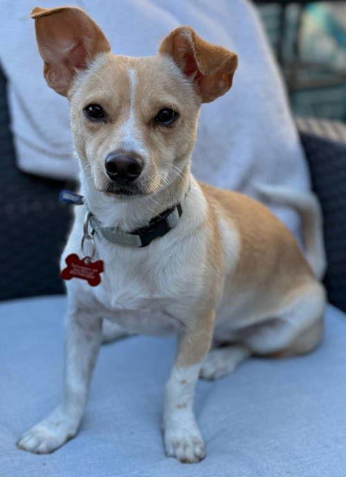 Enlarge Peyton, a Adoptable Chihuahua in Grafton, WI image 2/3