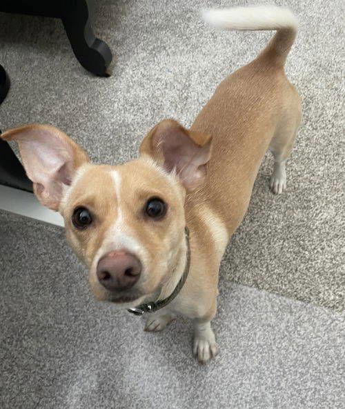 Enlarge Peyton, a Adoptable Chihuahua in Grafton, WI image 3/3