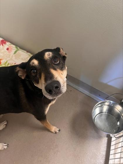 Enlarge Snookie, a Adoptable mixed breed in Norfolk, VA image 1/3