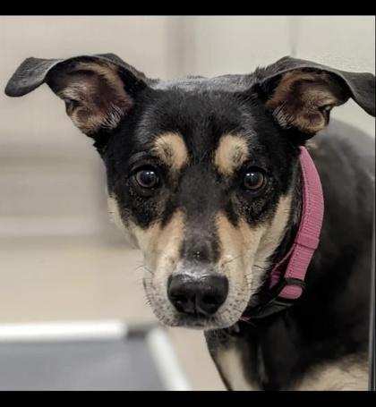 Enlarge Snookie, a Adoptable mixed breed in Norfolk, VA image 2/3