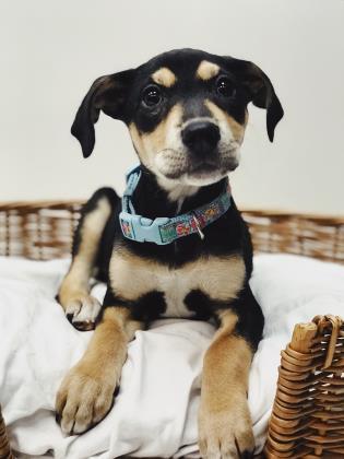 Enlarge Snookie, a Adoptable mixed breed in Norfolk, VA image 3/3