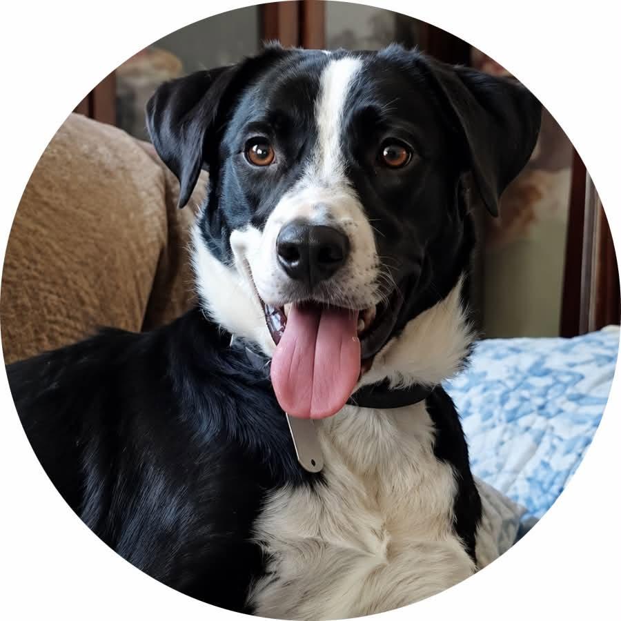 Penny Two, a ADOPTABLE mixed breed in Mount Holly, NJ image 1/6