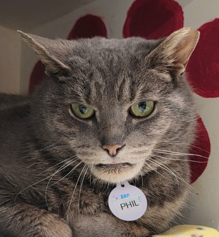 Enlarge PUNXSUTAWNEY PHIL, a Adoptable Domestic Short Hair in Grand Rapids, MI image 1/3