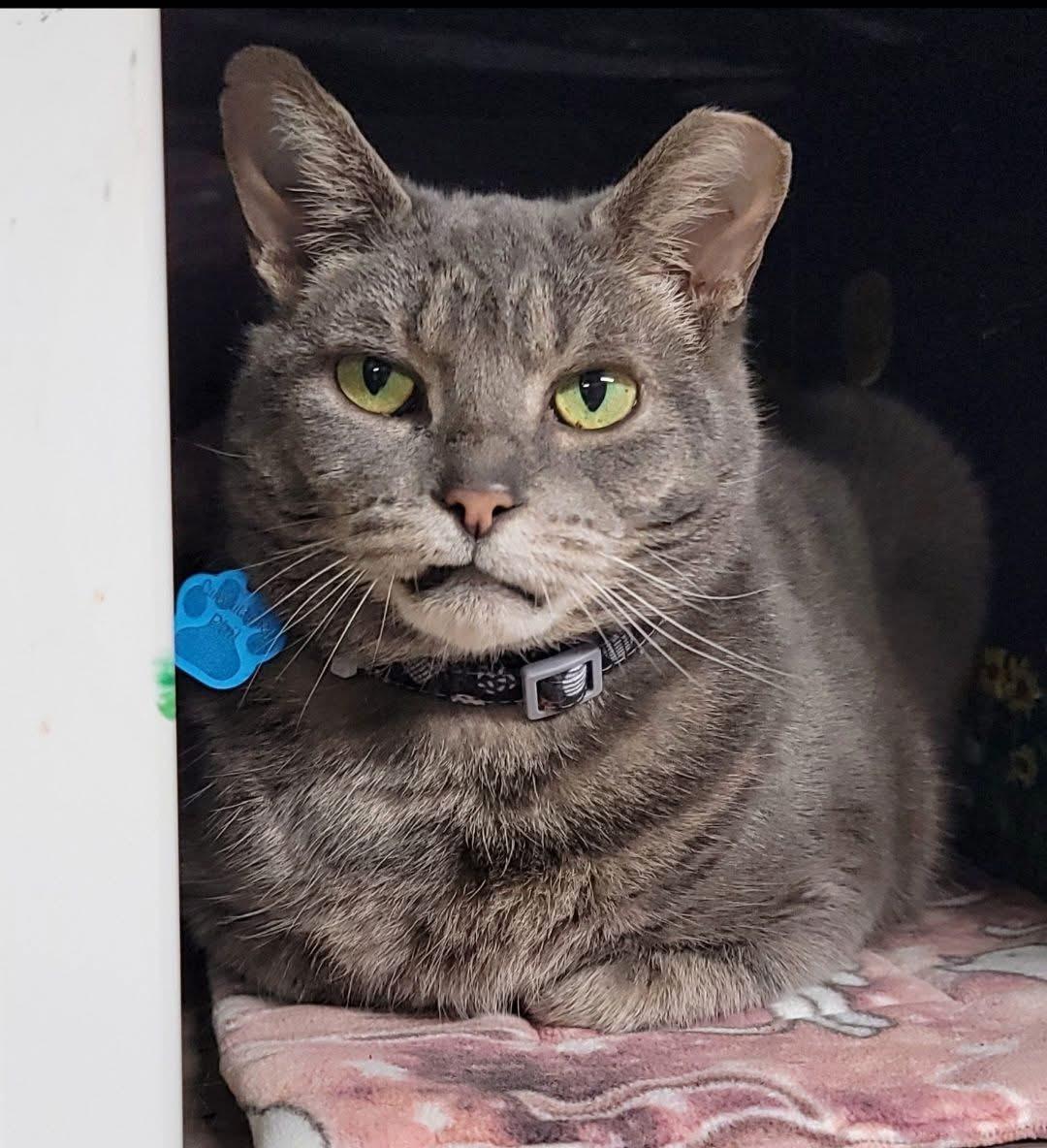 Enlarge PUNXSUTAWNEY PHIL - Bonded Buddy Program, an adoptable Domestic Short Hair in Grand Rapids, MI image 1/4