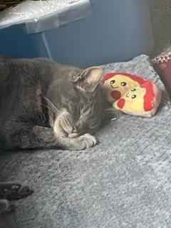 Enlarge PUNXSUTAWNEY PHIL, a Adoptable Domestic Short Hair in Grand Rapids, MI image 2/3