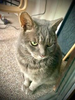 PUNXSUTAWNEY PHIL, an adoptable Domestic Short Hair in Grand Rapids, MI, 49534 | Photo Image 2