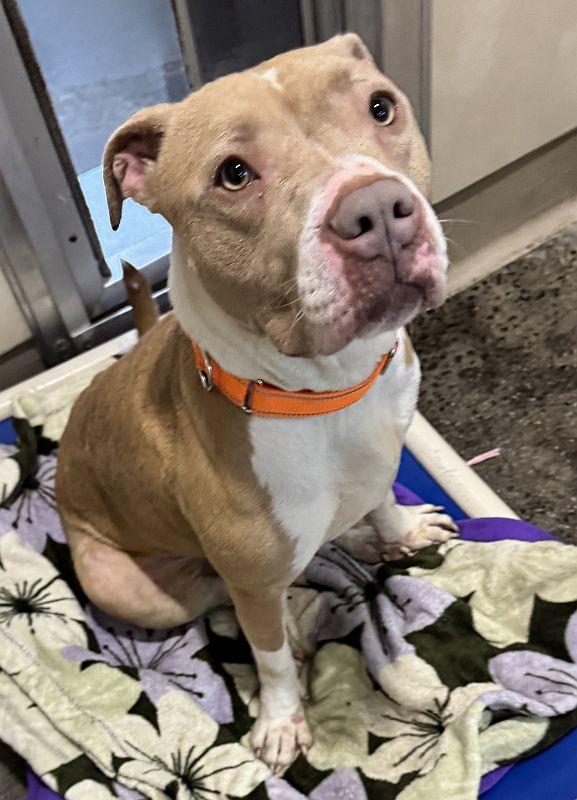 Enlarge Skye, a ADOPTABLE Pit Bull Terrier in Berkeley, CA image 6/6