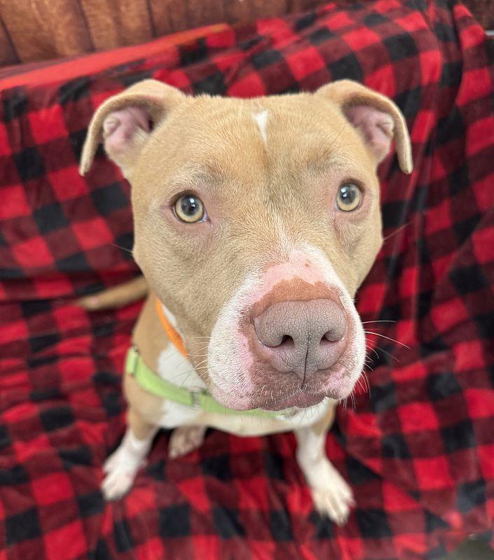 Enlarge Skye, a ADOPTABLE Pit Bull Terrier in Berkeley, CA image 4/6