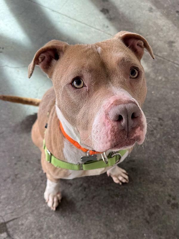 Skye, ADOPTABLE, Young Female Pit Bull Terrier.