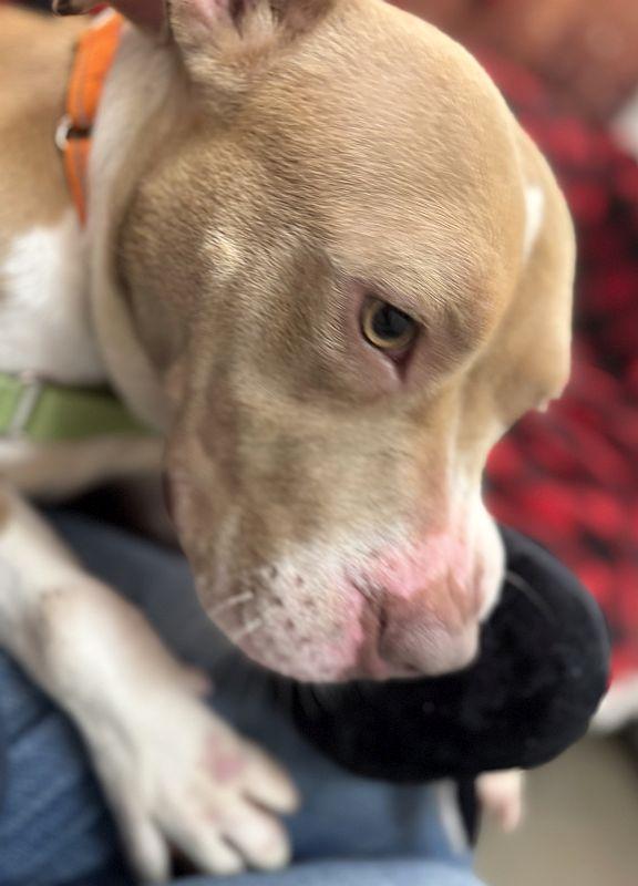 Enlarge Skye, a ADOPTABLE Pit Bull Terrier in Berkeley, CA image 5/6