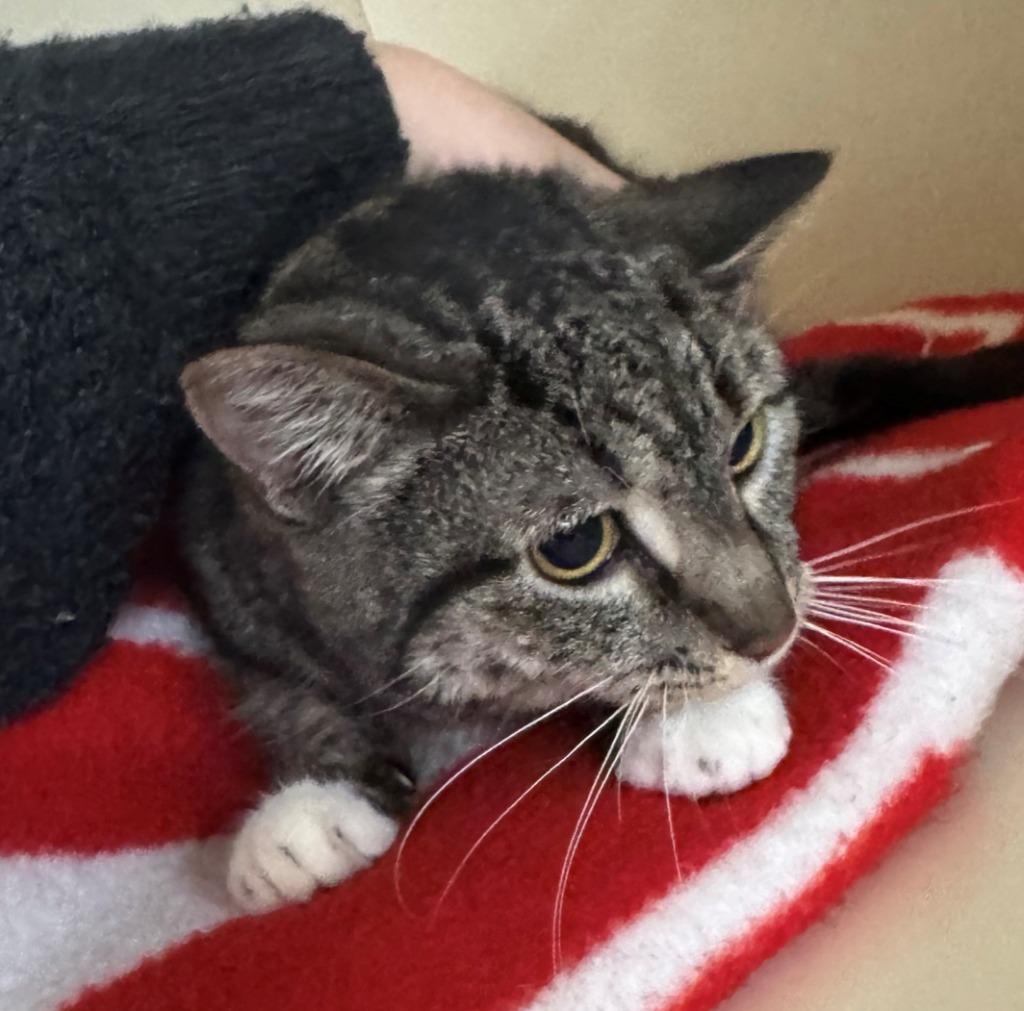 DORY, Adoptable, Adult Female Domestic Short Hair.