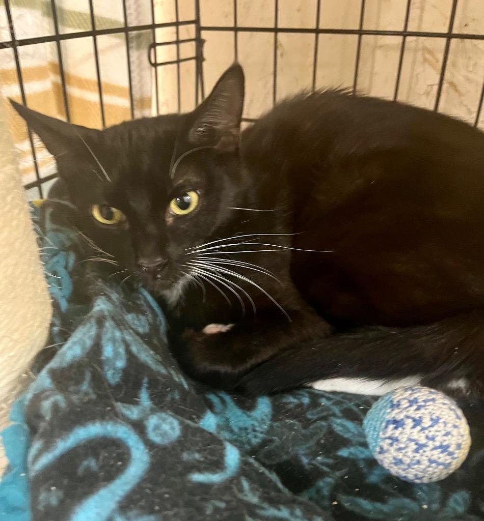 Enlarge Veta, a Adoptable mixed breed in Sherwood, OR image 1/1