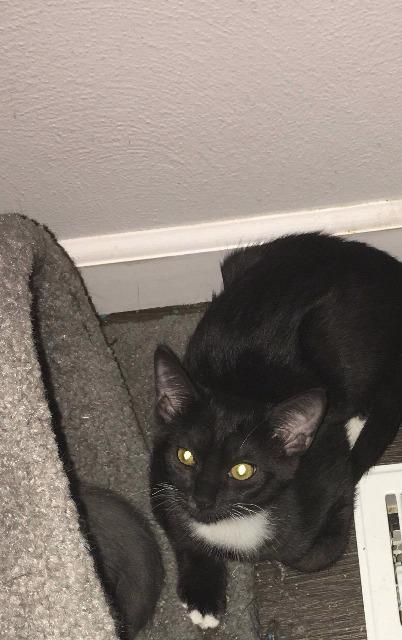 Haley, Adoptable, Senior Female Domestic Short Hair.