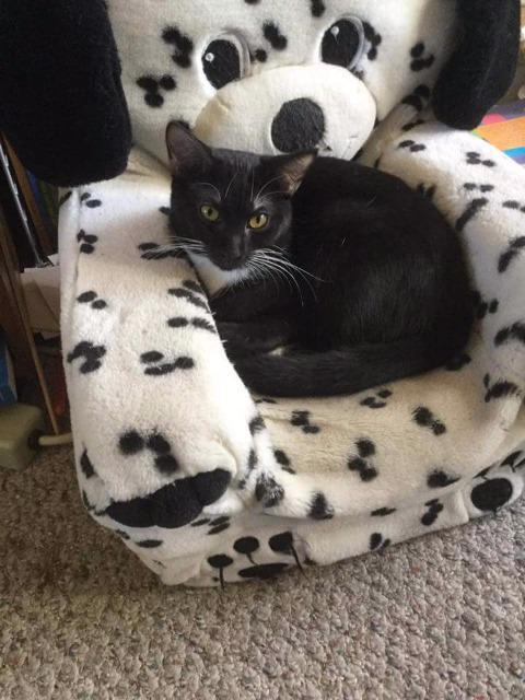 Haley, Adoptable, Senior Female Domestic Short Hair.