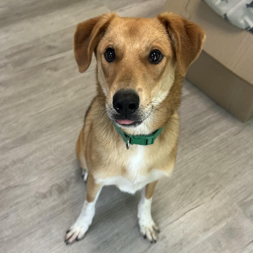 Riot, Adoptable, Young Male Mixed Breed.