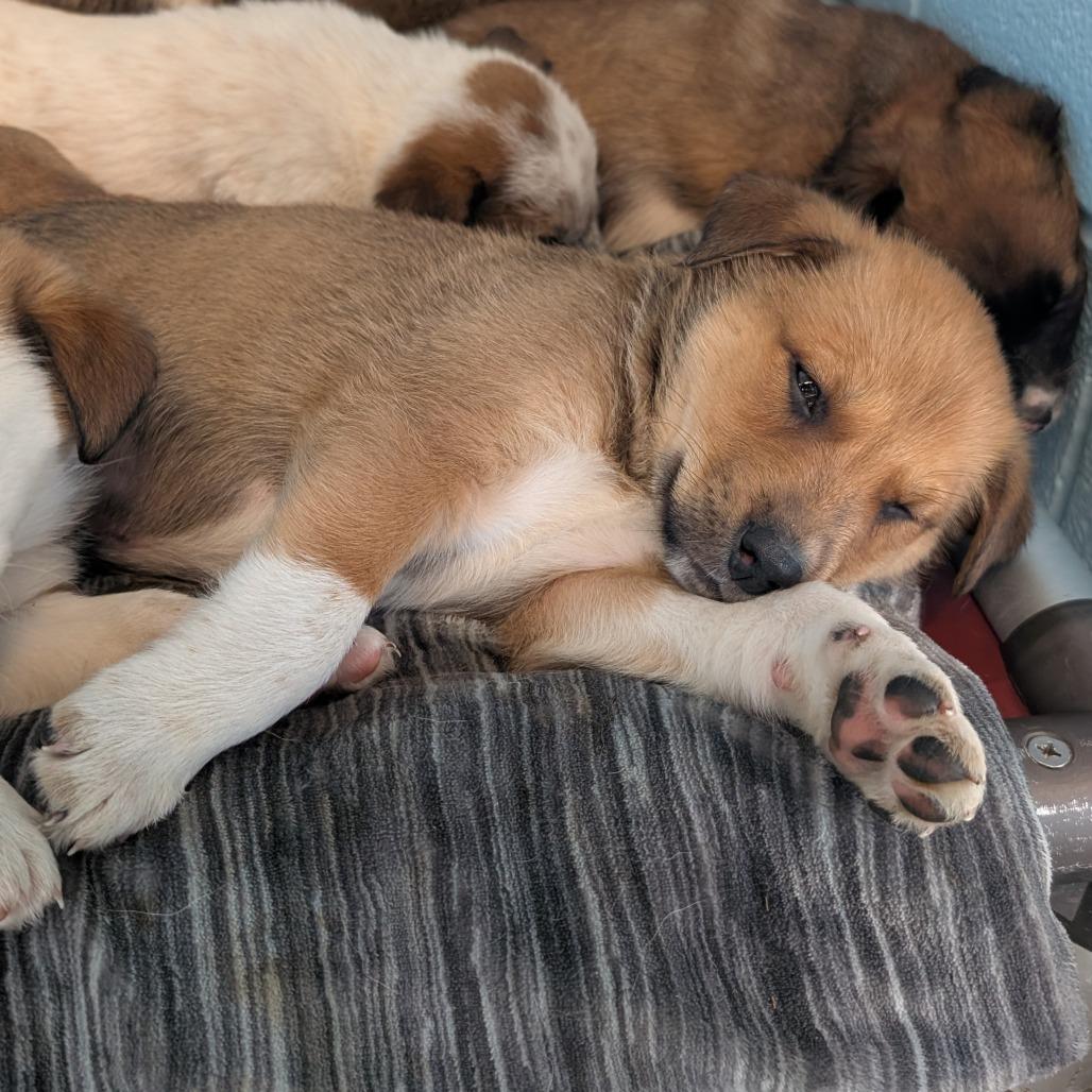Enlarge Riot, a Adoptable Mixed Breed in Emporia, KS image 2/3