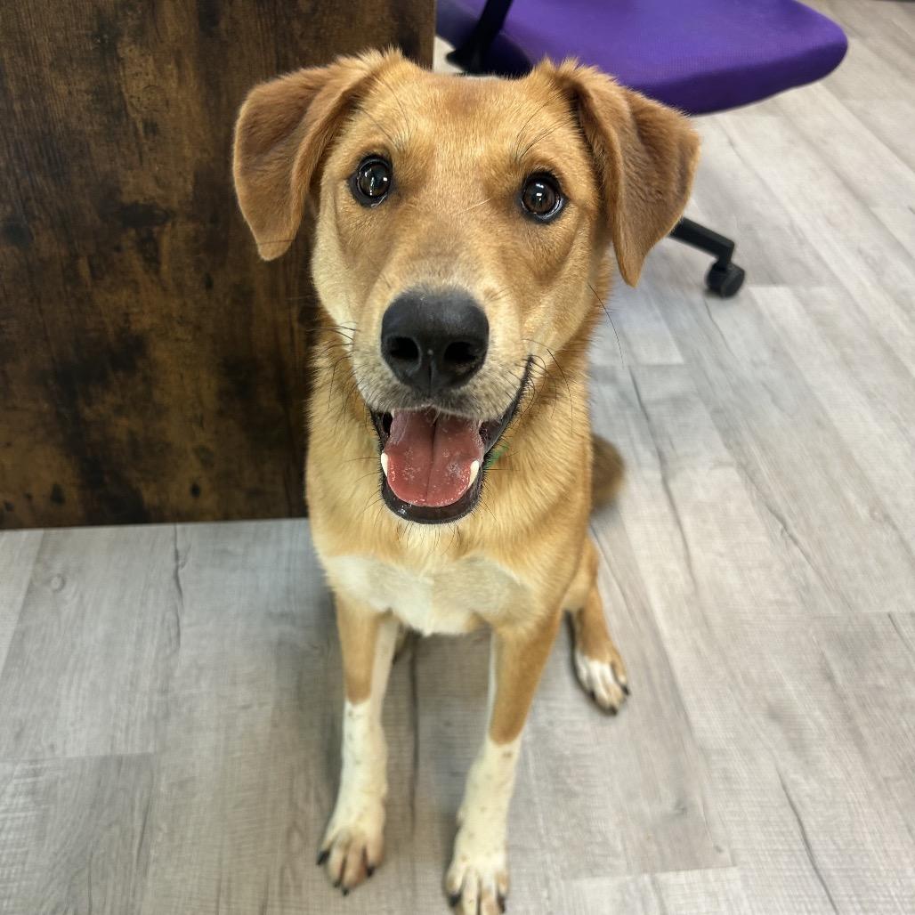 Enlarge Riot, a Adoptable Mixed Breed in Emporia, KS image 3/3