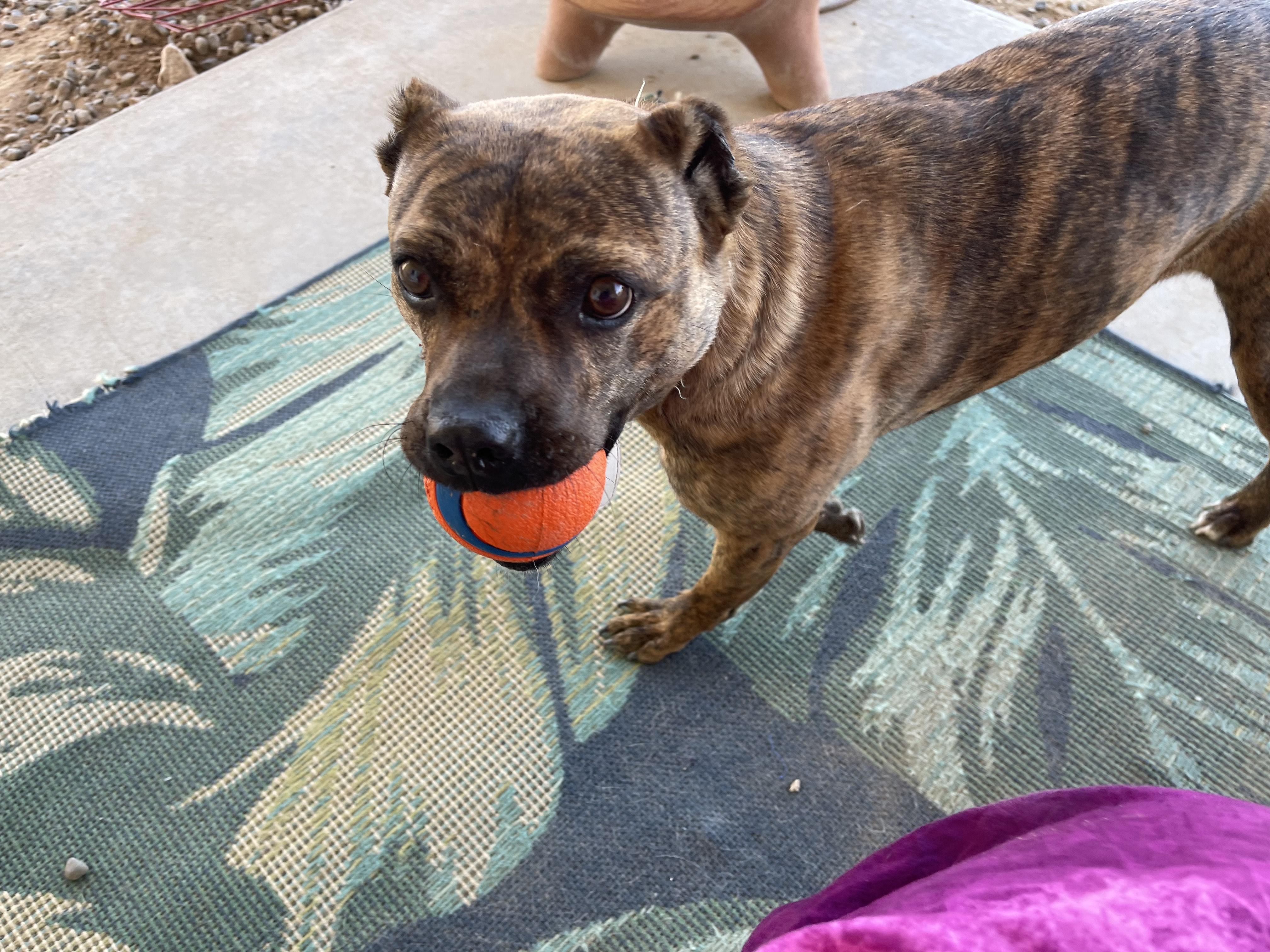 Ginger, a Adoptable Pit Bull Terrier in Flagstaff, AZ image 1/5