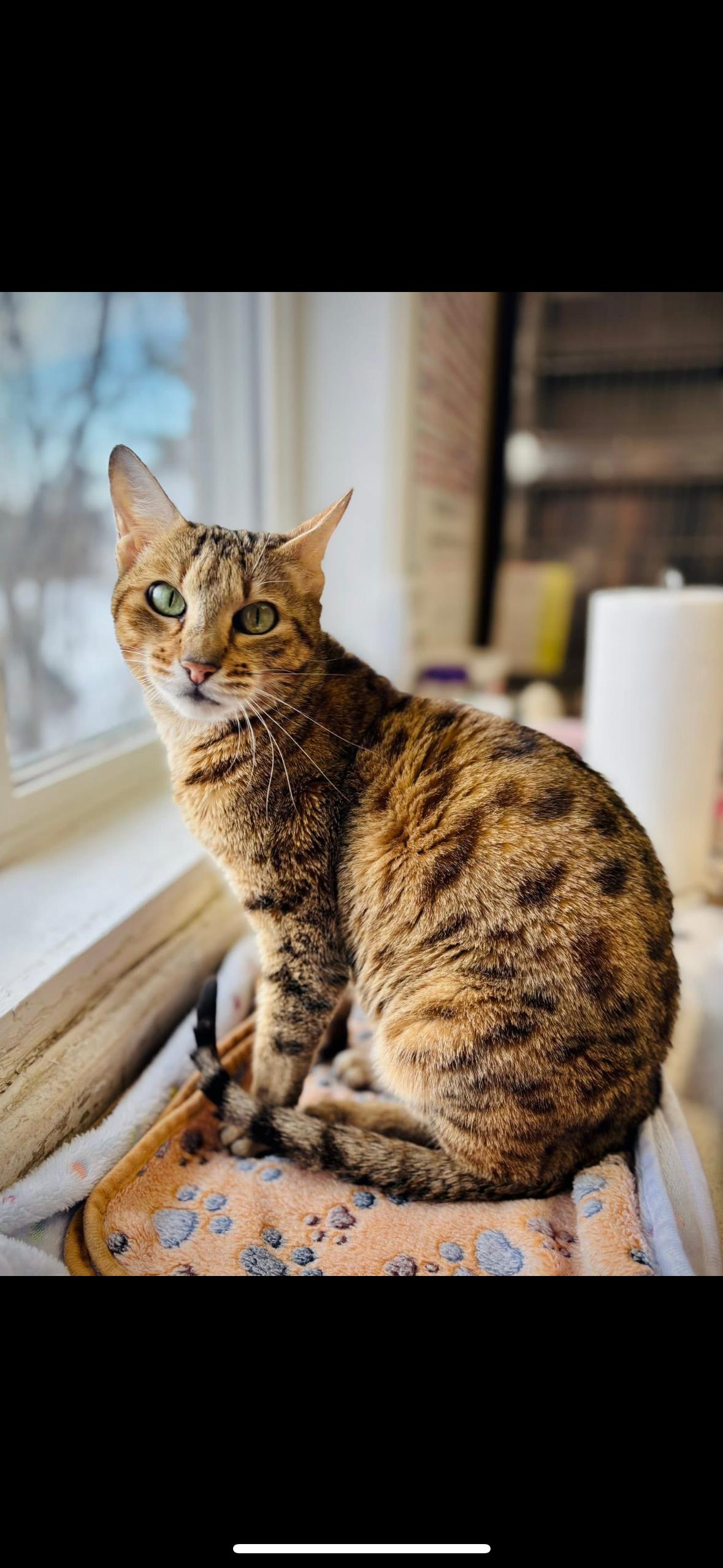 Enlarge Catherine Ohara, an adopted Domestic Short Hair in Manchester, NH image 2/2