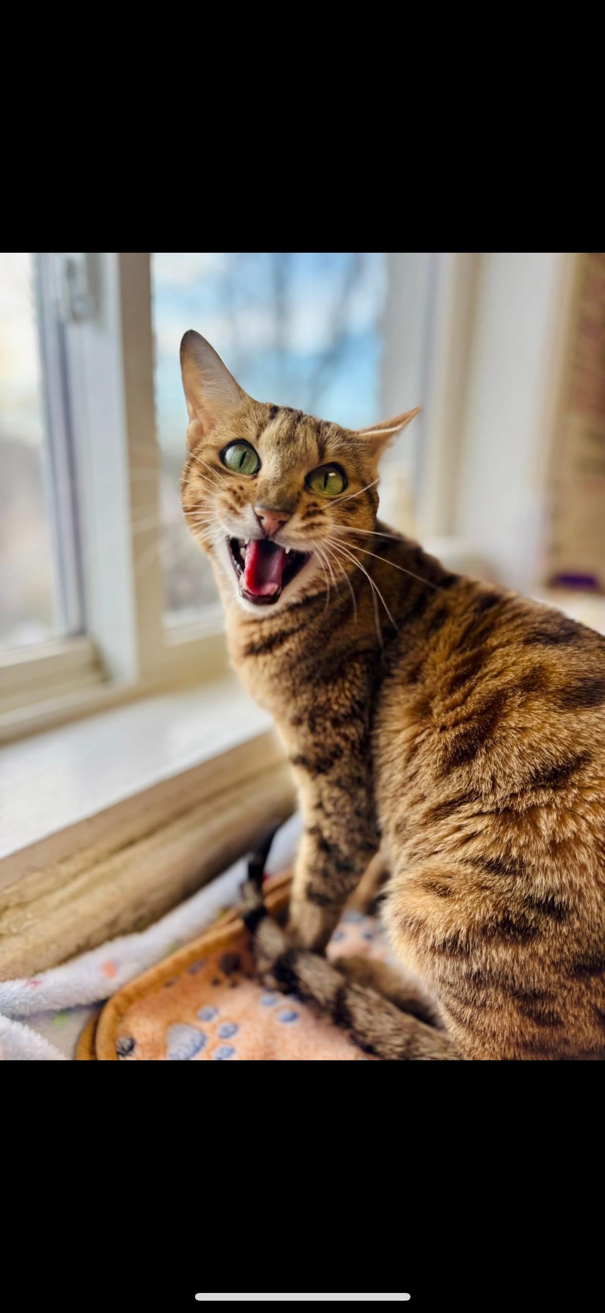 Catherine Ohara, adopted, Senior Female Domestic Short Hair.