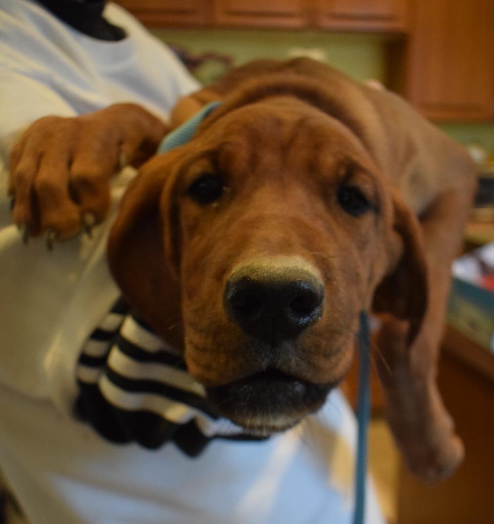 Enlarge Ripley (Retread 3), a Adoptable mixed breed in Pahrump, NV image 1/3