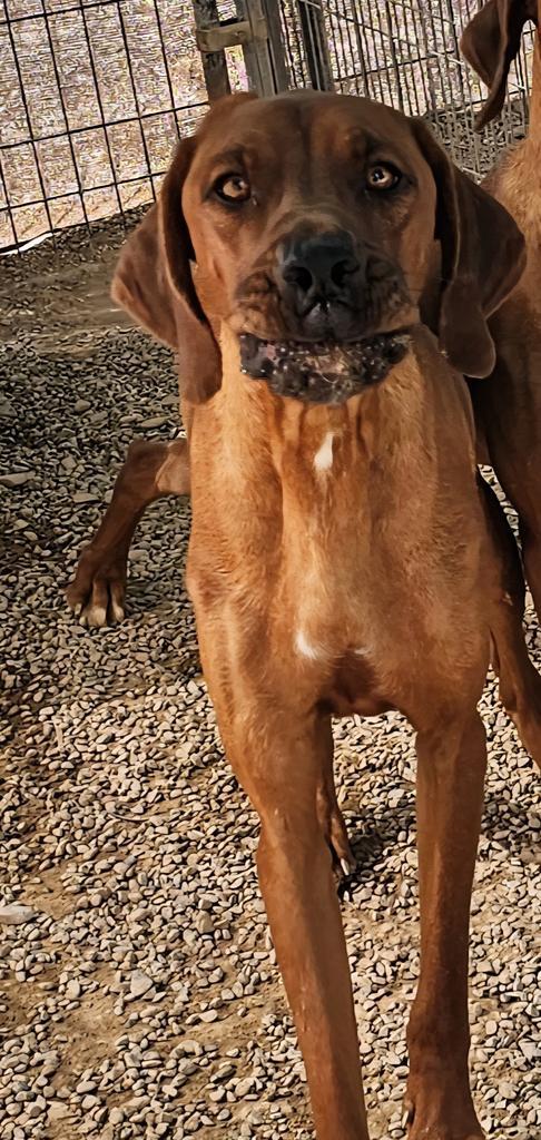 Enlarge Ripley (Retread 3), a Adoptable mixed breed in Pahrump, NV image 3/3