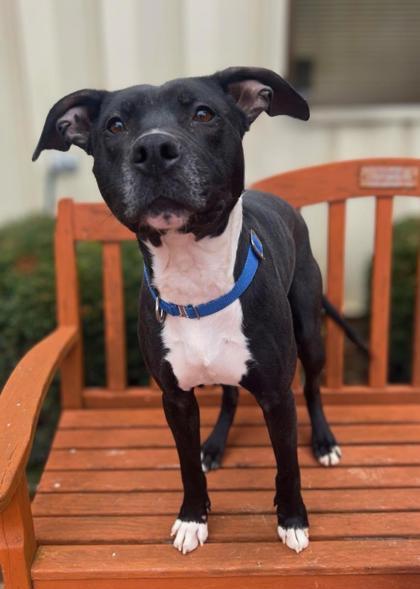 Smokey, ADOPTABLE, Adult Male Pit Bull Terrier.