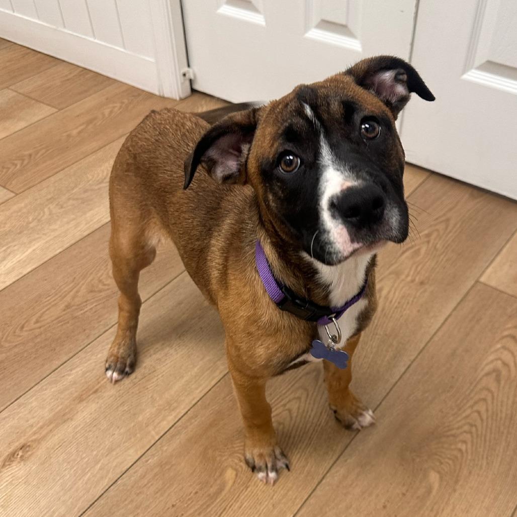 Clover, Adoptable, Young Female Pit Bull Terrier & Mixed Breed.