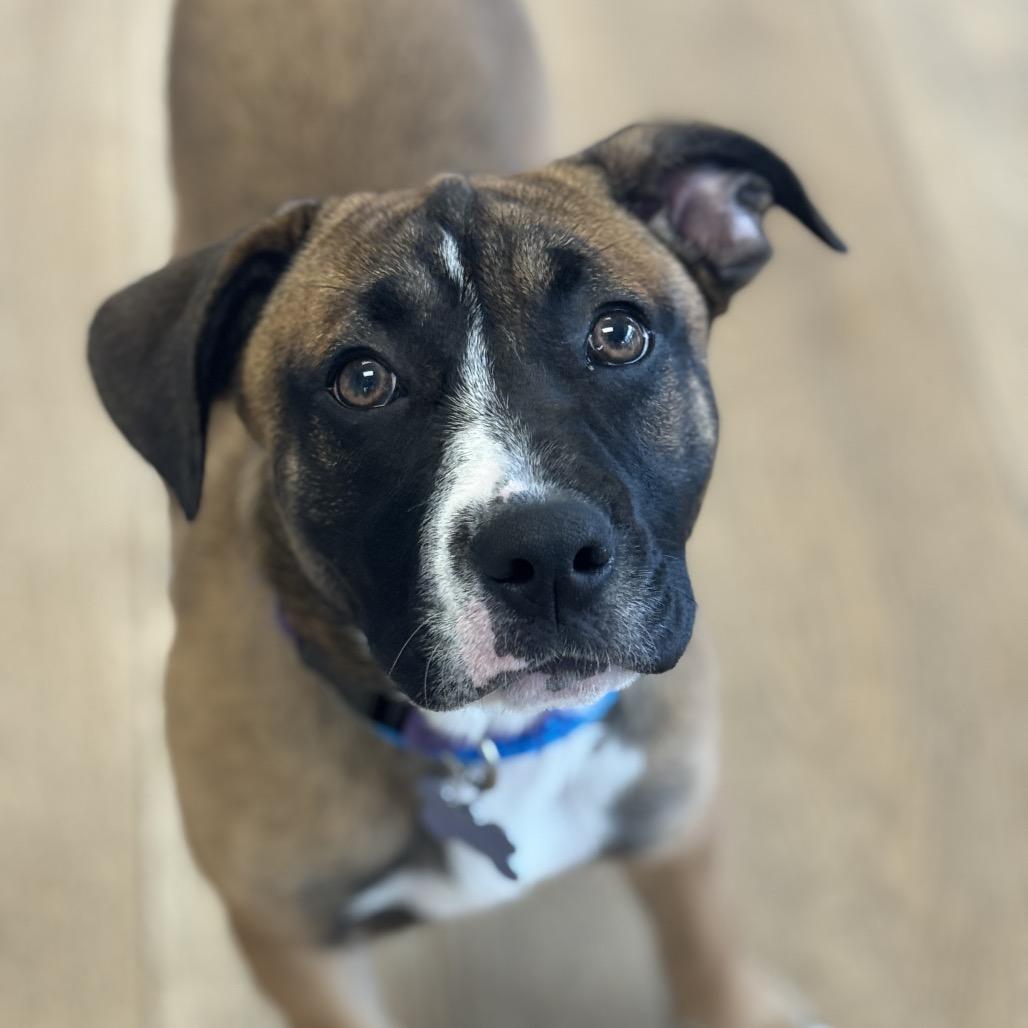 Clover, a Adoptable mixed breed in Chesapeake, VA image 2/3
