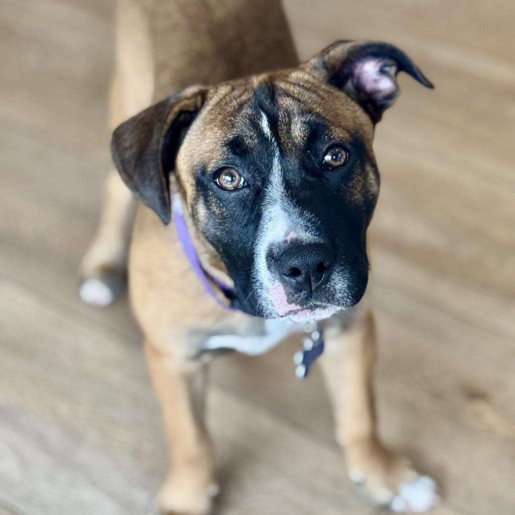 Clover, a Adoptable mixed breed in Chesapeake, VA image 3/3