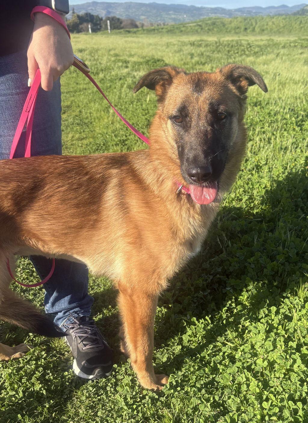 Prairie 51599, Adoptable, Young Female Belgian Shepherd / Malinois.