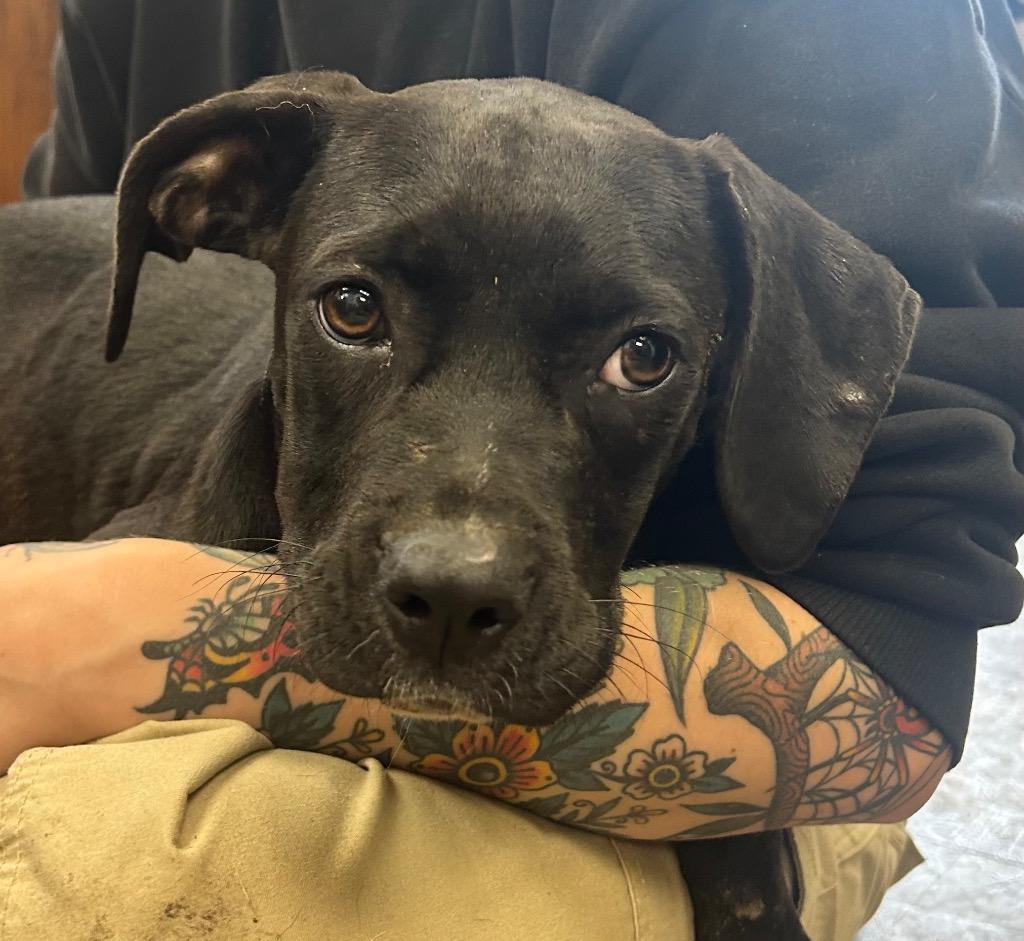 Hop, Adoptable, Puppy Female American Staffordshire Terrier.