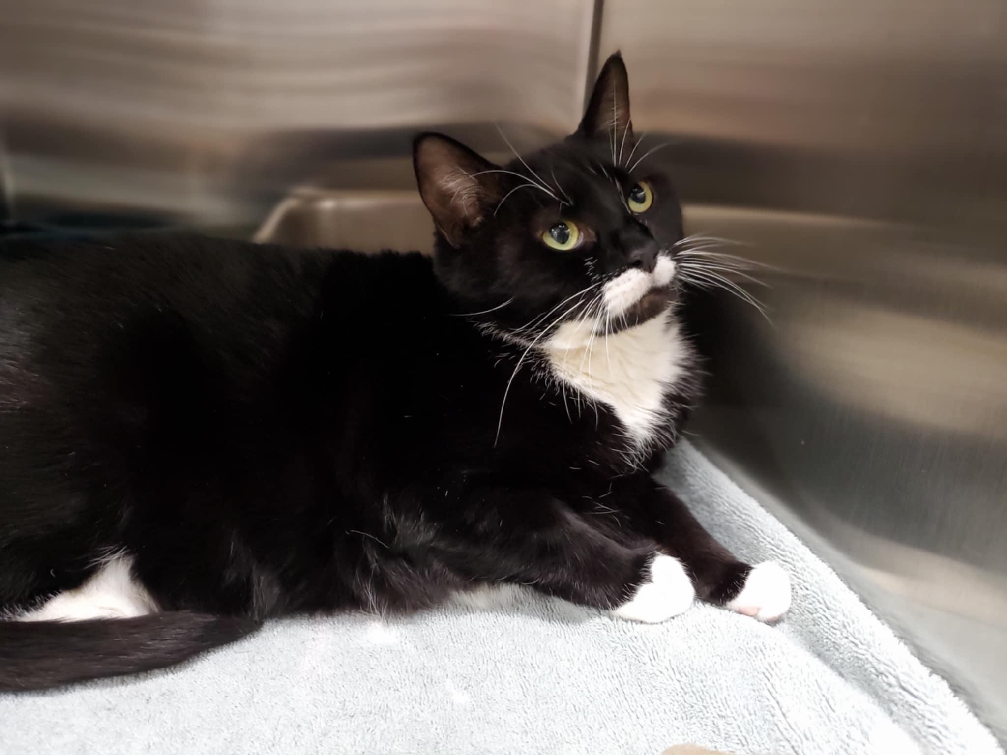 Candy Cane, Adoptable, Adult Female Domestic Short Hair.