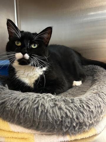 Enlarge Candy Cane, a Adoptable mixed breed in Chambersburg, PA image 1/3