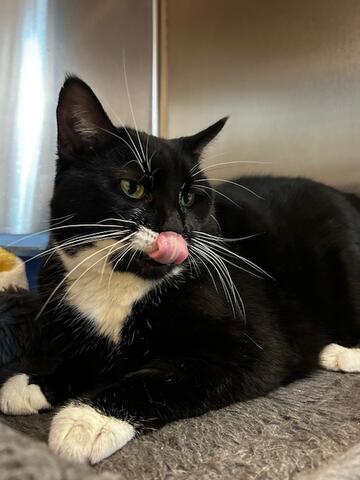 Enlarge Candy Cane, a Adoptable mixed breed in Chambersburg, PA image 3/3