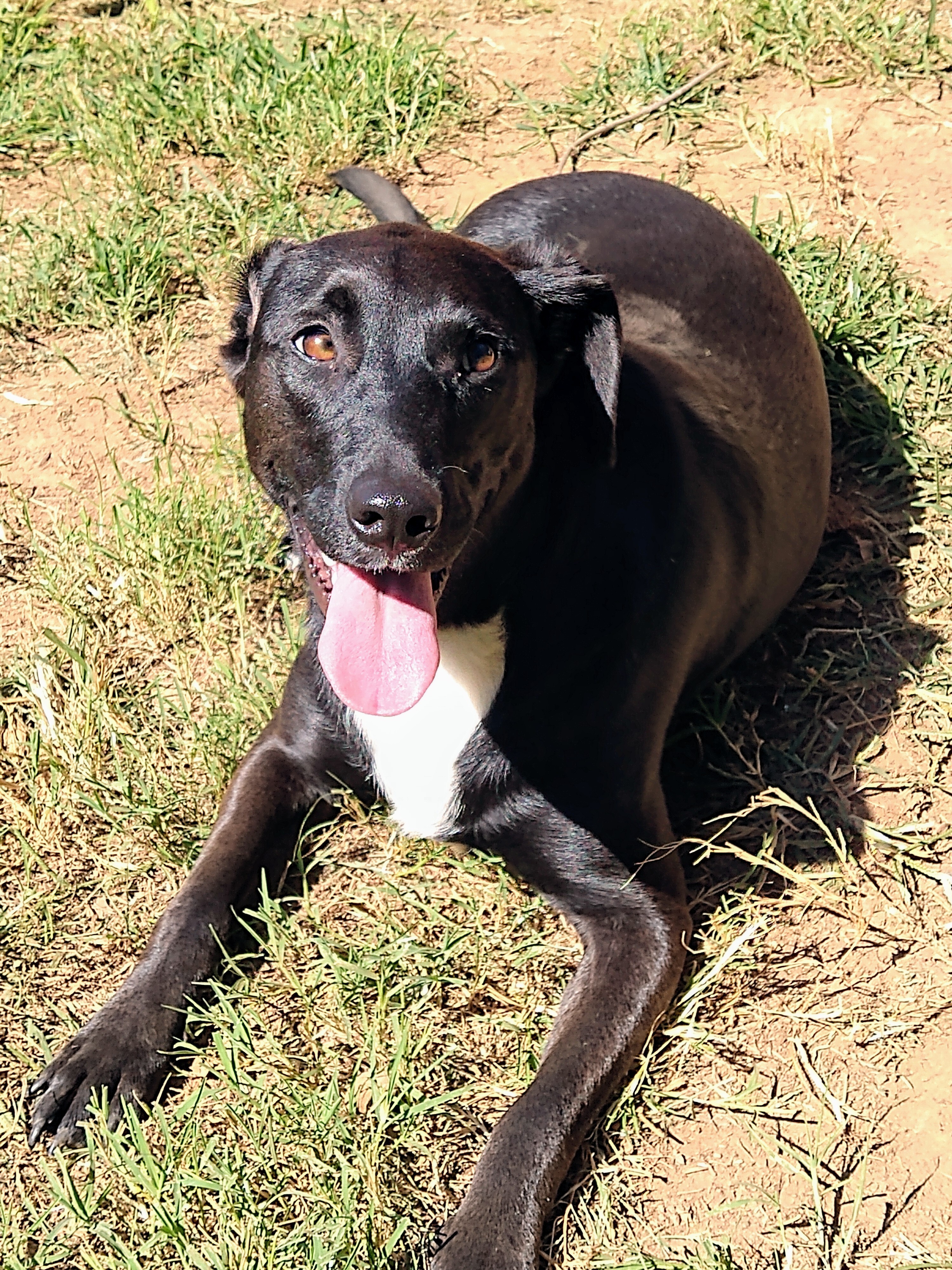 Bonnie Buchanan, a Adoptable mixed breed image 1/12