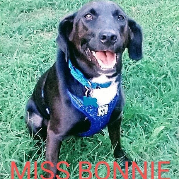 Bonnie Buchanan, a Adoptable mixed breed image 2/12