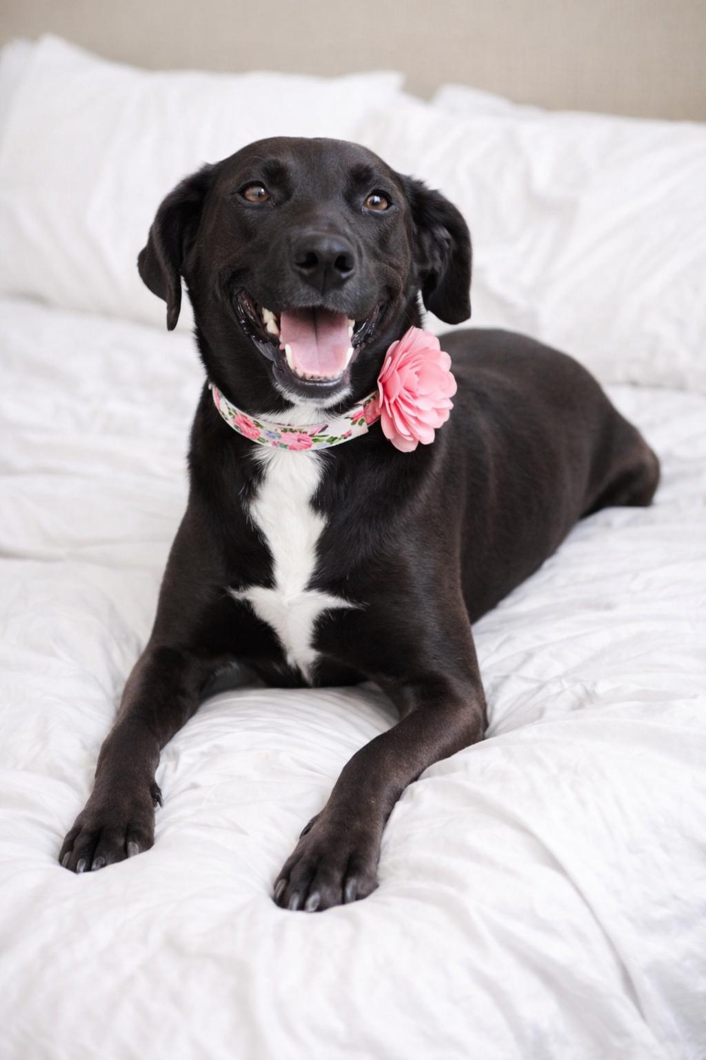 Enlarge Bonnie Buchanan, a Adoptable mixed breed in Springfield, MO image 2/3