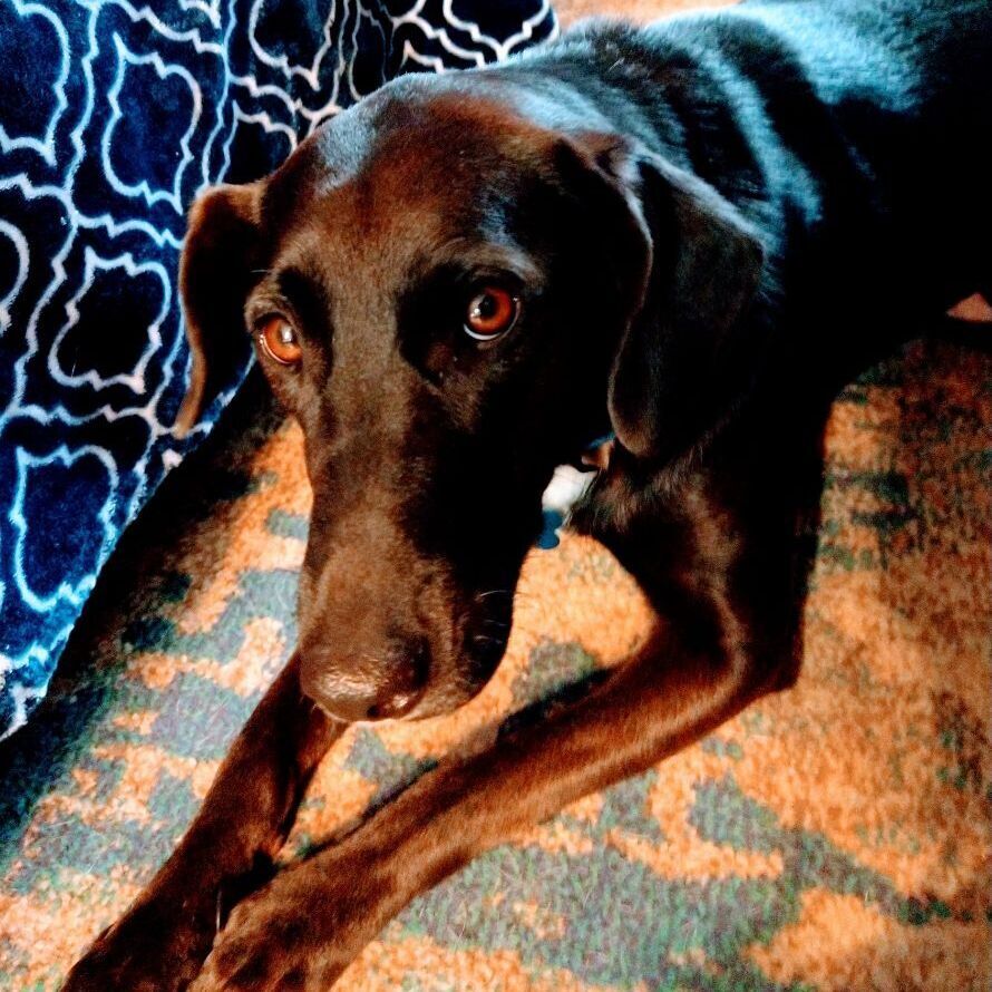 Bonnie Buchanan, a Adoptable mixed breed image 3/12