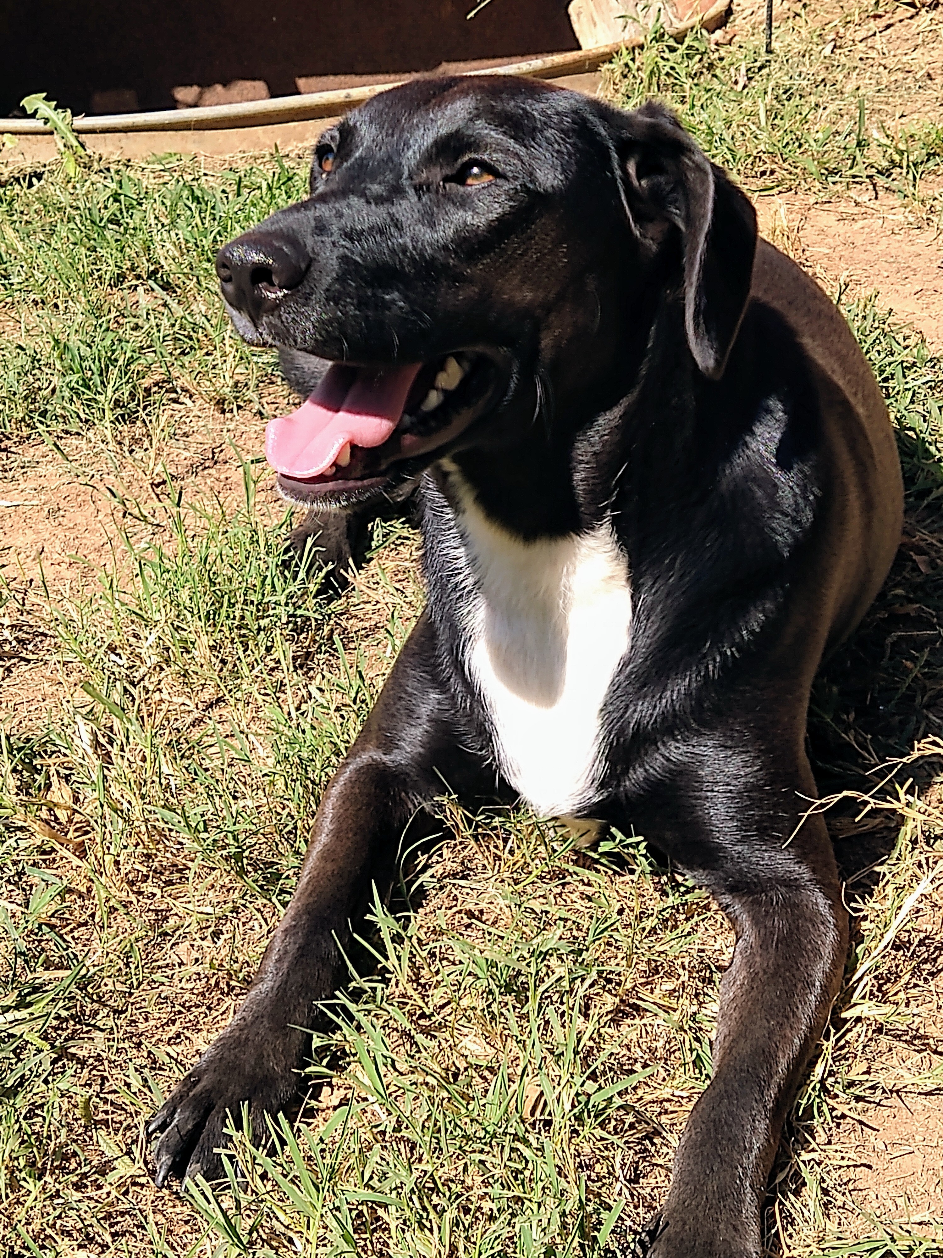 Bonnie Buchanan, a Adoptable mixed breed image 4/12