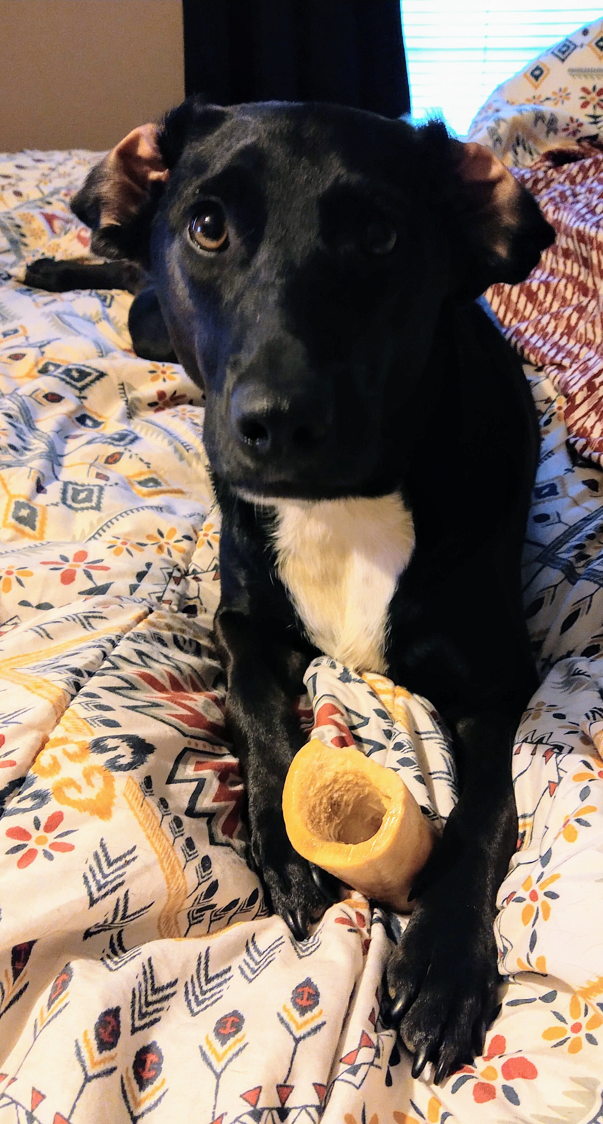 Bonnie Buchanan, a Adoptable mixed breed image 5/12